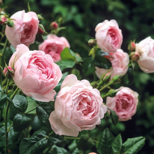 David Austin Roses Scepter'd Isle Rose
