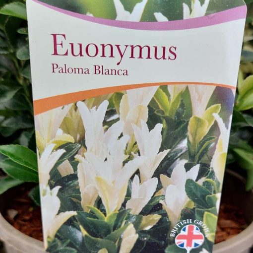 Euonymus japonicus 'Paloma Blanca'