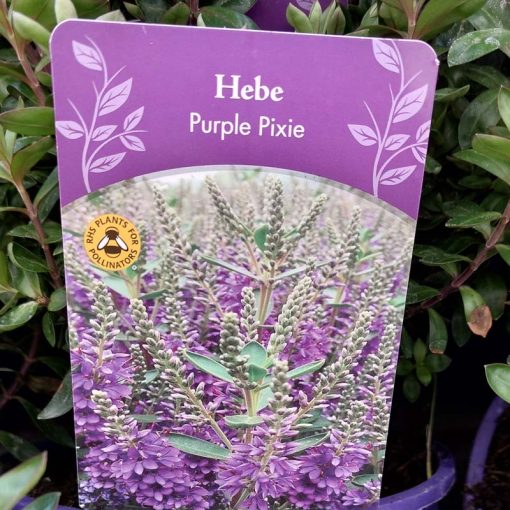 Hebe Purple Pixie