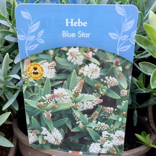 Hebe Blue Star