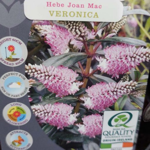 Hebe Joan Mac