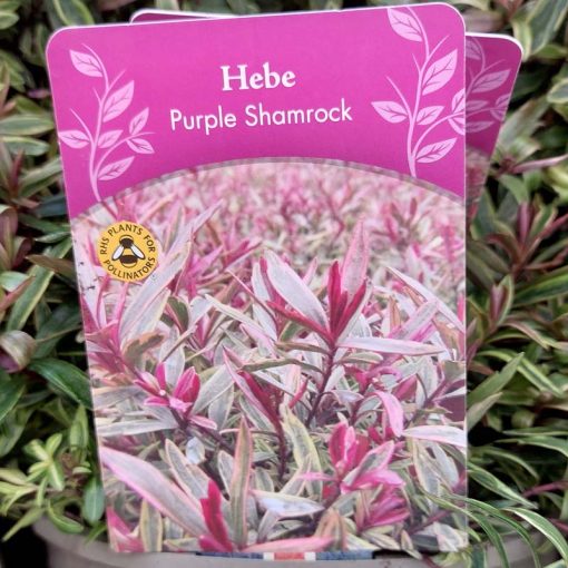 Hebe Purple Shamrock