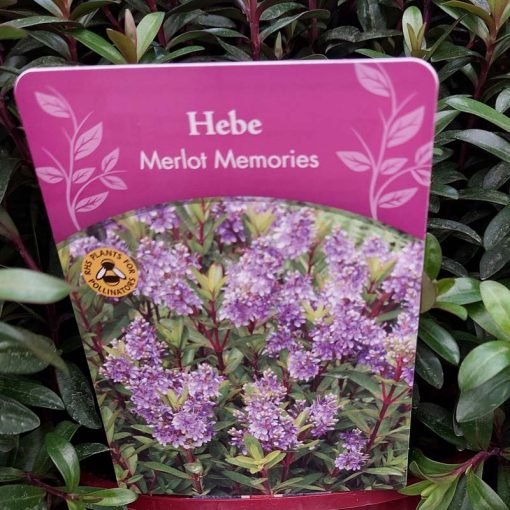 Hebe Merlot Memories
