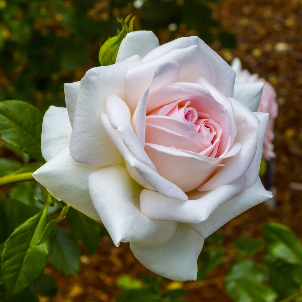 A Whiter Shade of Pale Rose