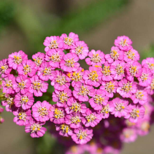Achillea 'Summer Pastels'