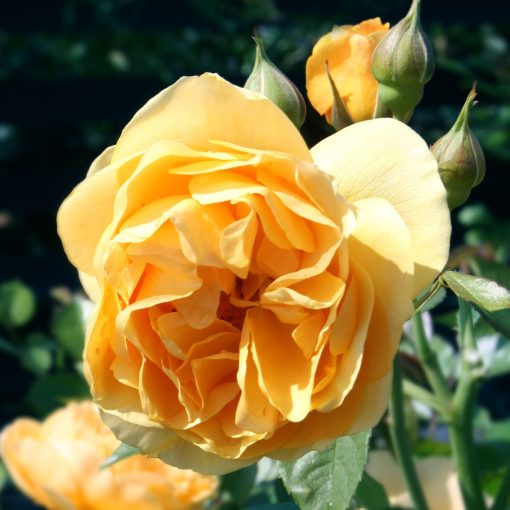 Absolutely Fabulous Rose
