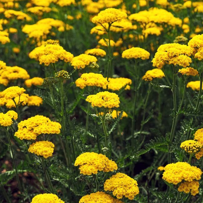 Achillea filipendulina 'Cloth of Gold'