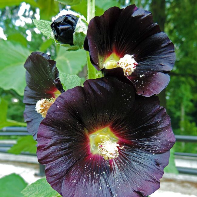 Alcea rosea 'Nigra'