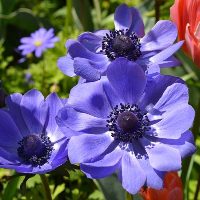 Anemone coronaria 'Harmony Blue' [Harmony Series]