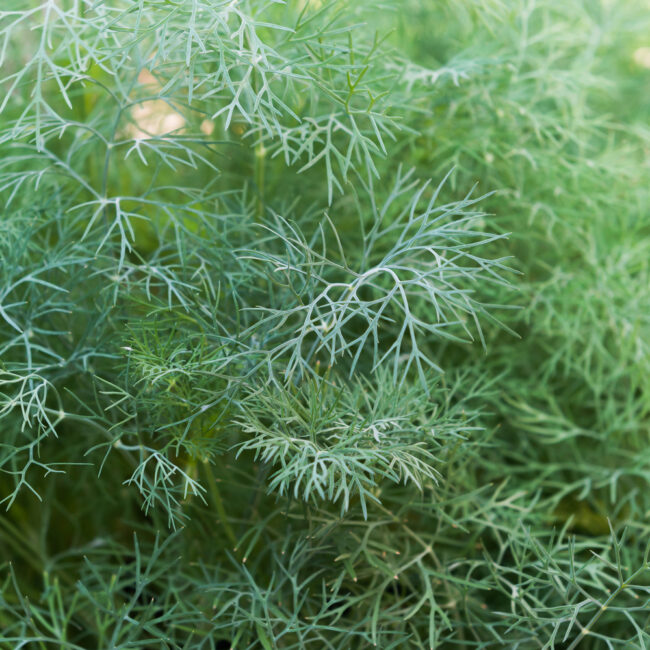 Anethum graveolens [Dill]