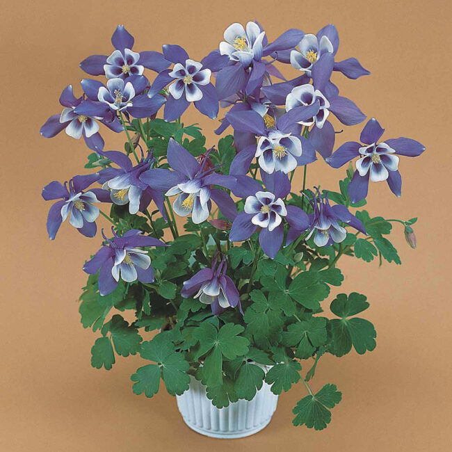 Aquilegia Blue & White [Spring Magic]