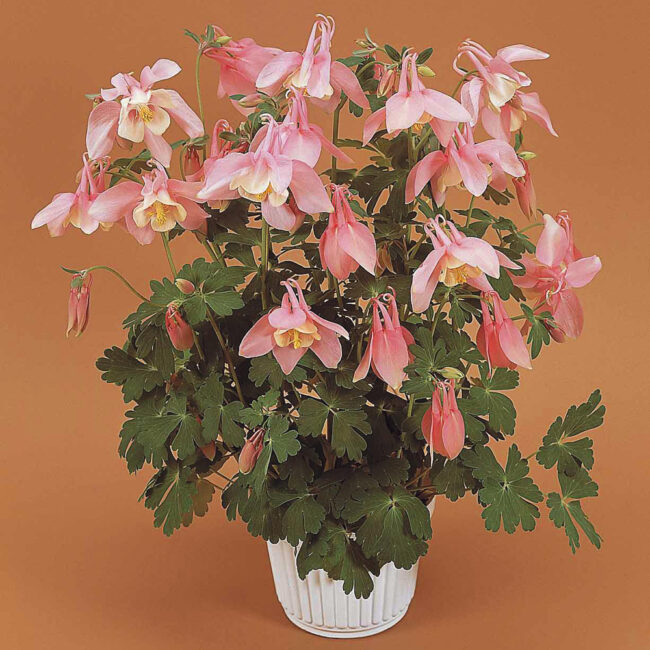 Aquilegia Rose & Ivory [Spring Magic]