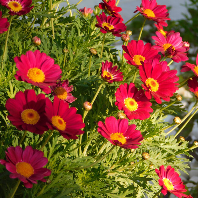 Argyranthemum frutescens 'La Rita Red'