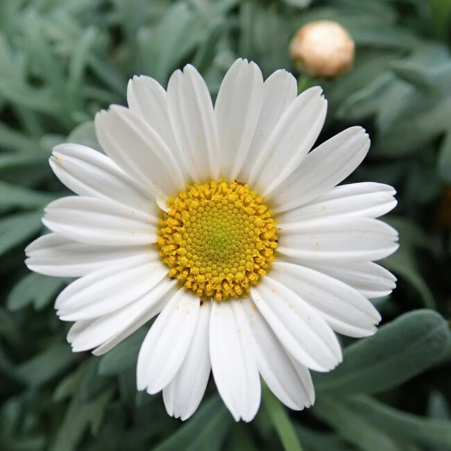 Argyranthemum frutescens 'La Rita White'
