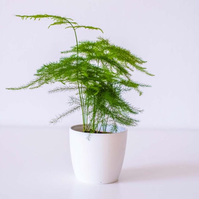 Asparagus plumosus