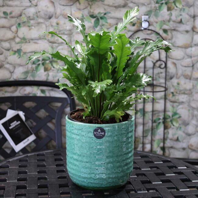 Asplenium nidus Campio - Champion's Bird's nest fern