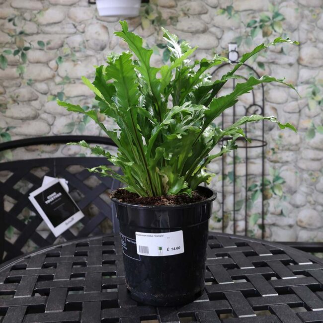 Asplenium nidus Campio - Champion's Bird's nest fern - Image 3