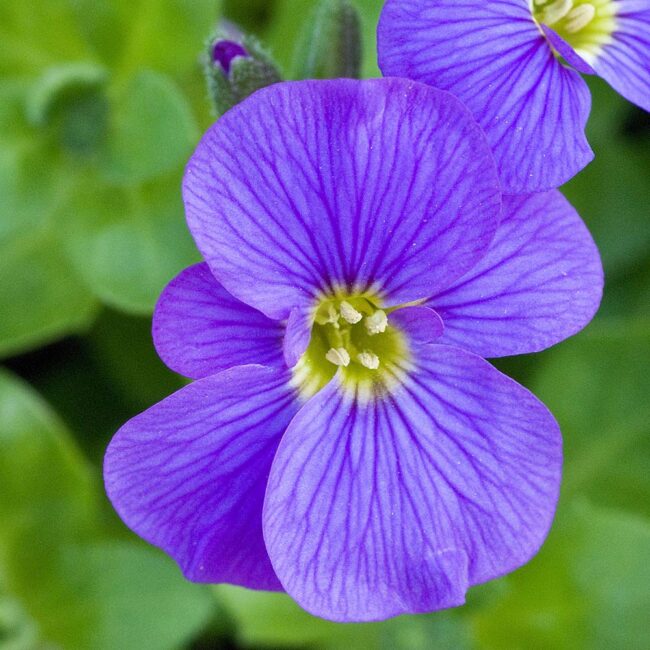 Aubrieta gracilis 'Kitte Blue'