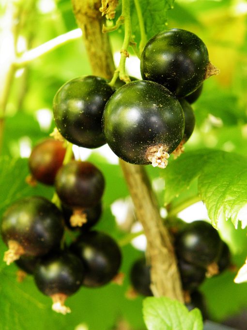 BLACKCURRANT BEN SEREK
