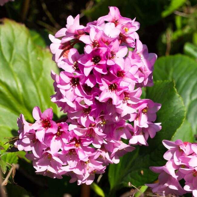 Bergenia 'Rotblum'