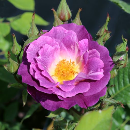 Blue for You Rose