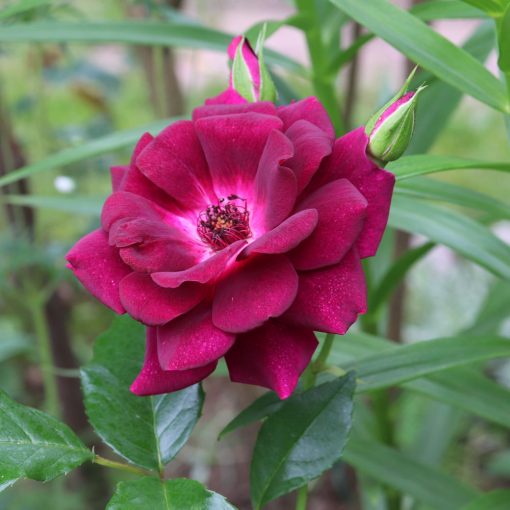 Burgandy Ice Rose