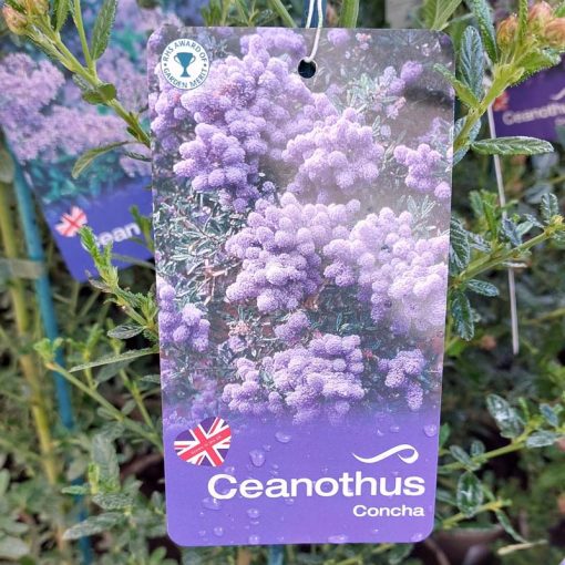 Ceanothus 'Concha'