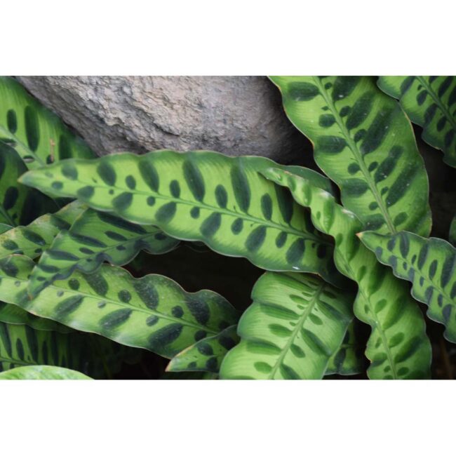 Calathea insignis