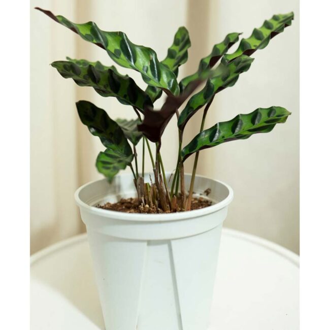 Calathea insignis - Image 2
