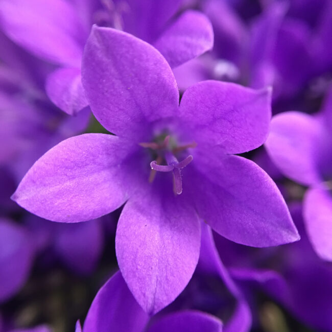 Campanula 'Ambella® Intense Purple'
