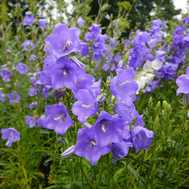 Campanula persicifolia 'Caerulea'