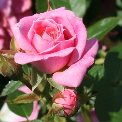Carefree Days Rose