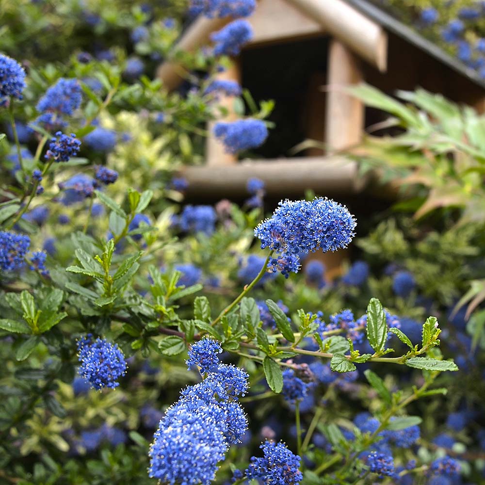 Ceanothus 'Italian Skies'