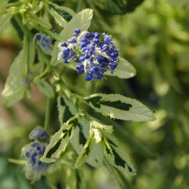 Ceanothus 'Lemon and Lime'