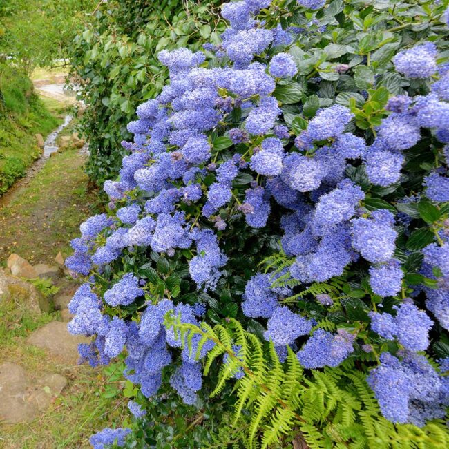 Ceanothus 'Puget Blue'