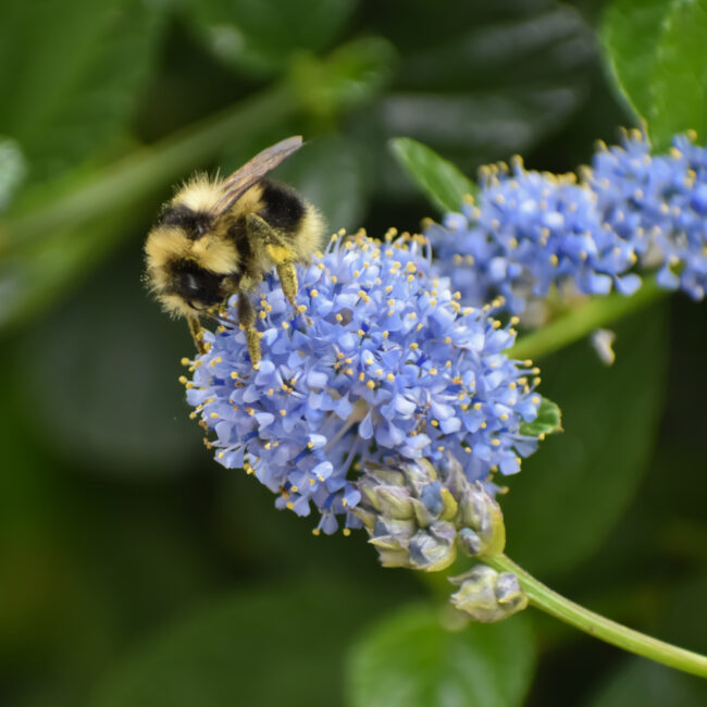 Ceanothus 'Yankee Point'