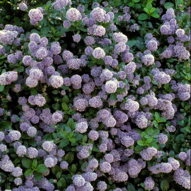 Ceanothus impressus