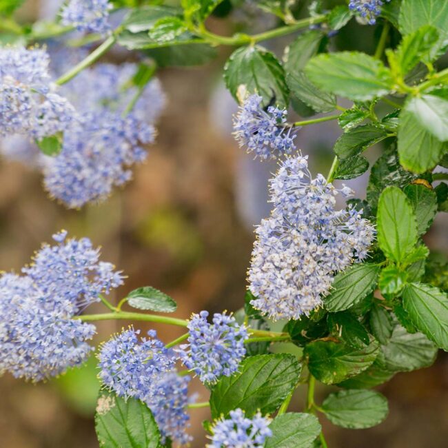 Ceanothus 'Skylark'