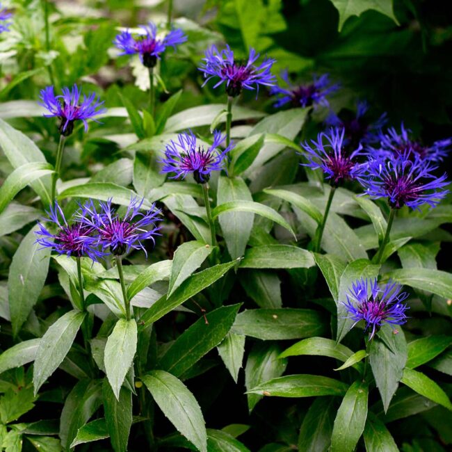 Centaurea montana