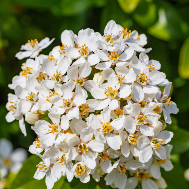 Choisya ternata