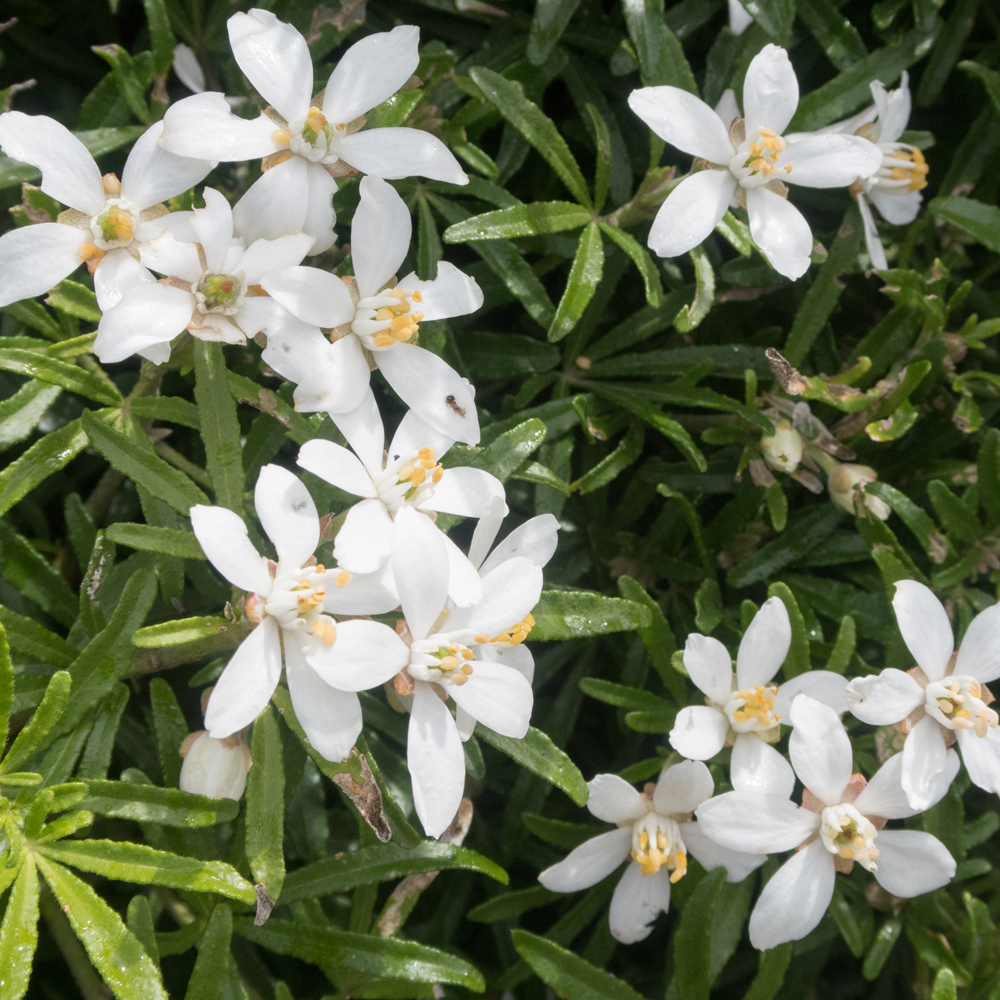 Choisya x dewitteana 'White Dazzler'
