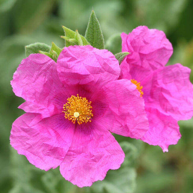 Cistus 'Sunset'