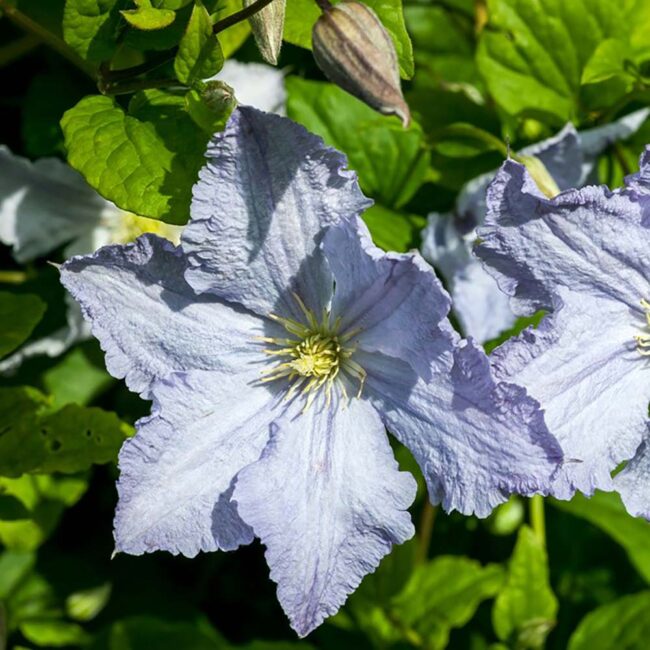 Clematis 'Blue Angel'