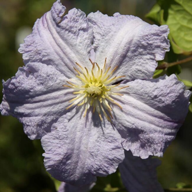Clematis 'Blue Angel' - Image 2
