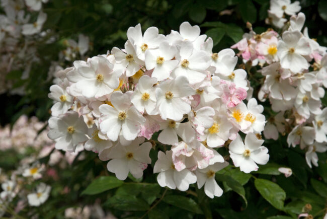 Rose 'Francis E Lester'