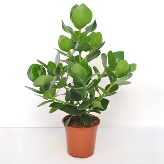Clusia rosea