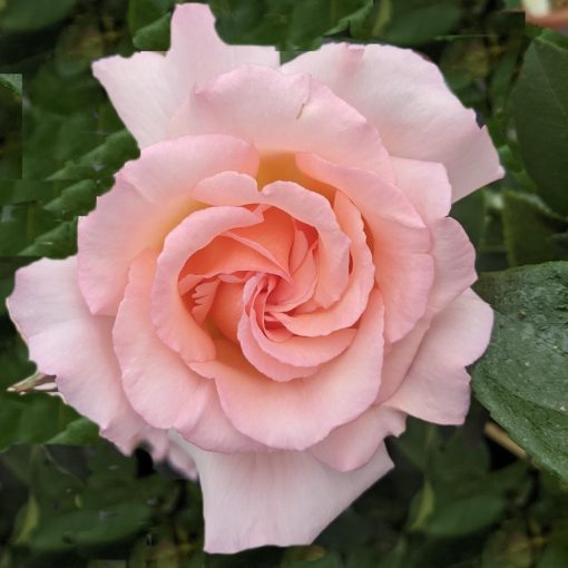 Compassion CLimbing Rose