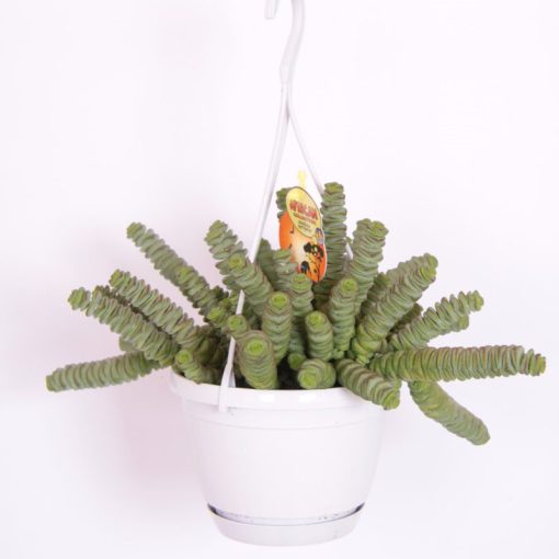 CRASSULA HOTTENTOT