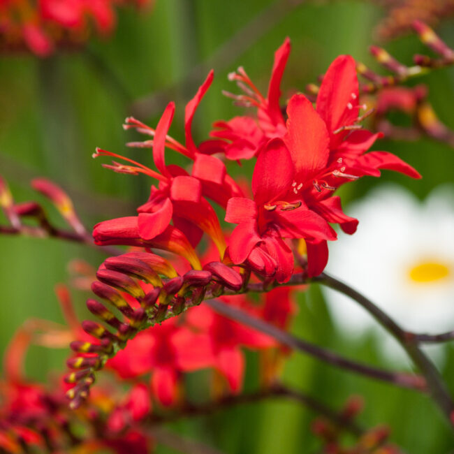 Crocosmia 'Lucifer'