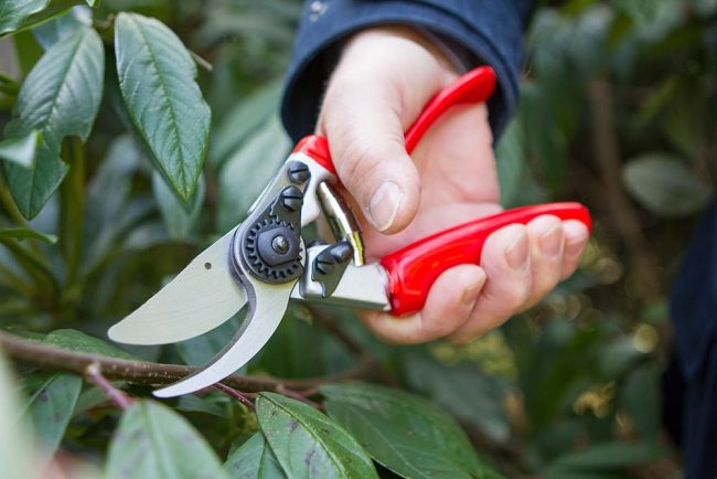DARLAC EXPERT PRUNER WITH ROTATING HANDLE